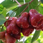 Pohon Jambur Air, 11 Keindahan Alam Super Segar