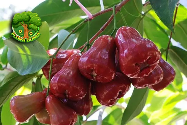 Pohon Jambur Air, 11 Keindahan Alam Super Segar