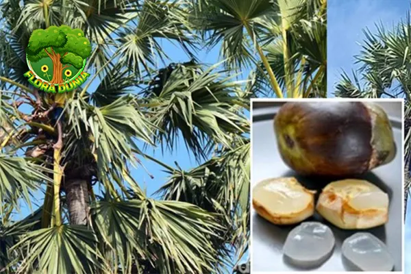 Pohon Lontar, Tepat Setia Kehidupan 18 Desa