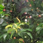 Pohon Manggis, 25 Harta Tropis Jarang Disadari