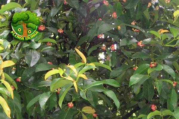 Pohon Manggis, 25 Harta Tropis Jarang Disadari