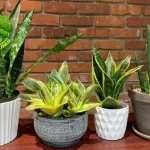 Tumbuhan Sansivieria 8 Tips Dirawat, Bikin Cantik Rumah!