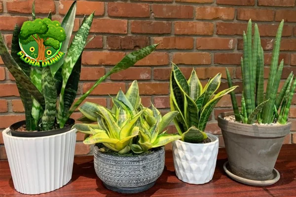 Tumbuhan Sansivieria 8 Tips Dirawat, Bikin Cantik Rumah!