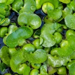 Eceng Gondok Si Cantik yang 6 Menyesakkan?