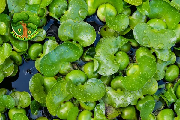 Eceng Gondok Si Cantik yang 6 Menyesakkan?