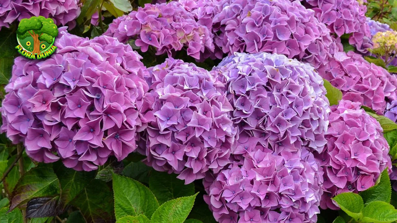 Hydrangea Inspirasi Tanpa Batas untuk Dekorasi 5 Rumah