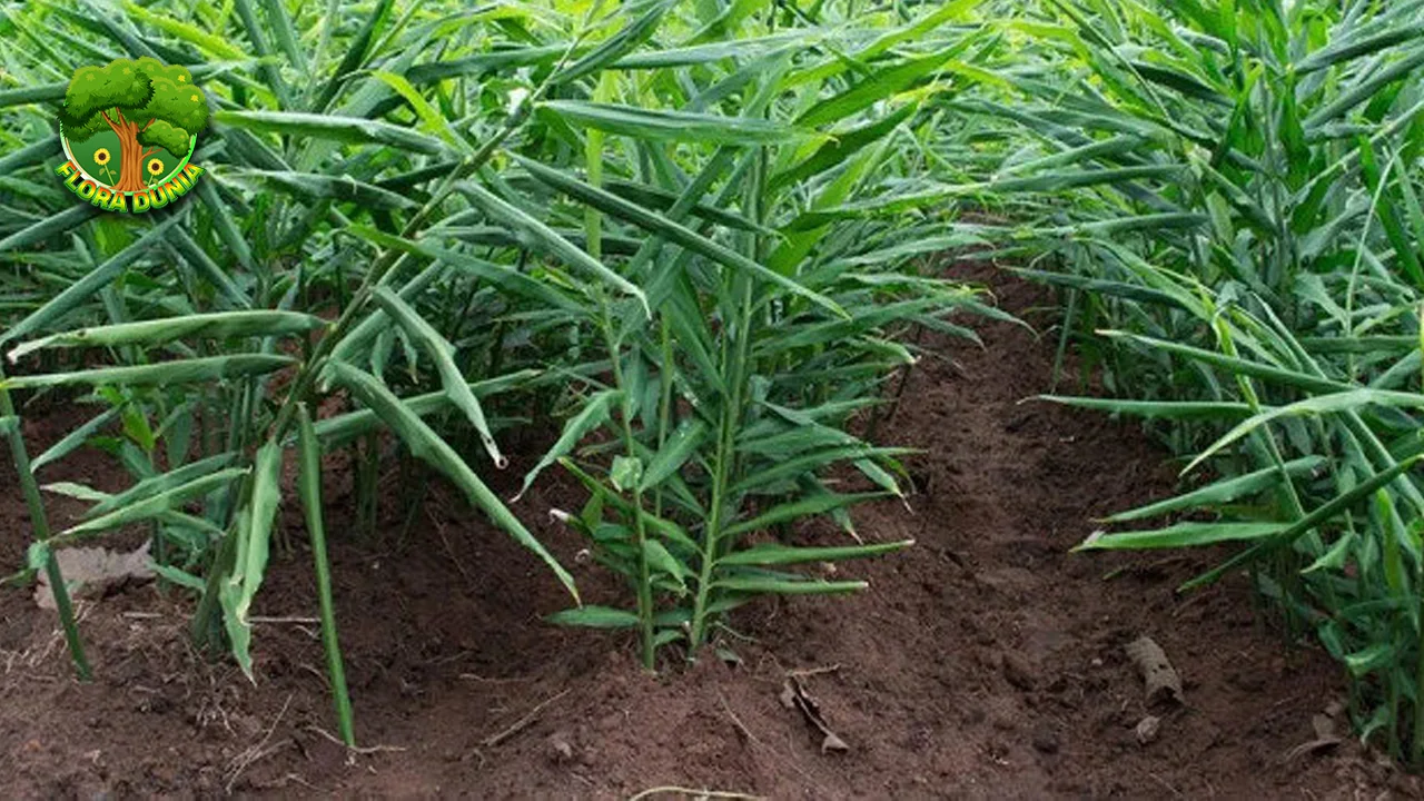 Jahe Rimpang Ajaib dengan Segudang 13 Manfaat