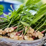 Jahe Rimpang Ajaib dengan Segudang 13 Manfaat