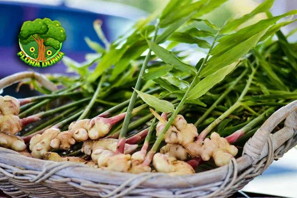 Jahe Rimpang Ajaib dengan Segudang 13 Manfaat