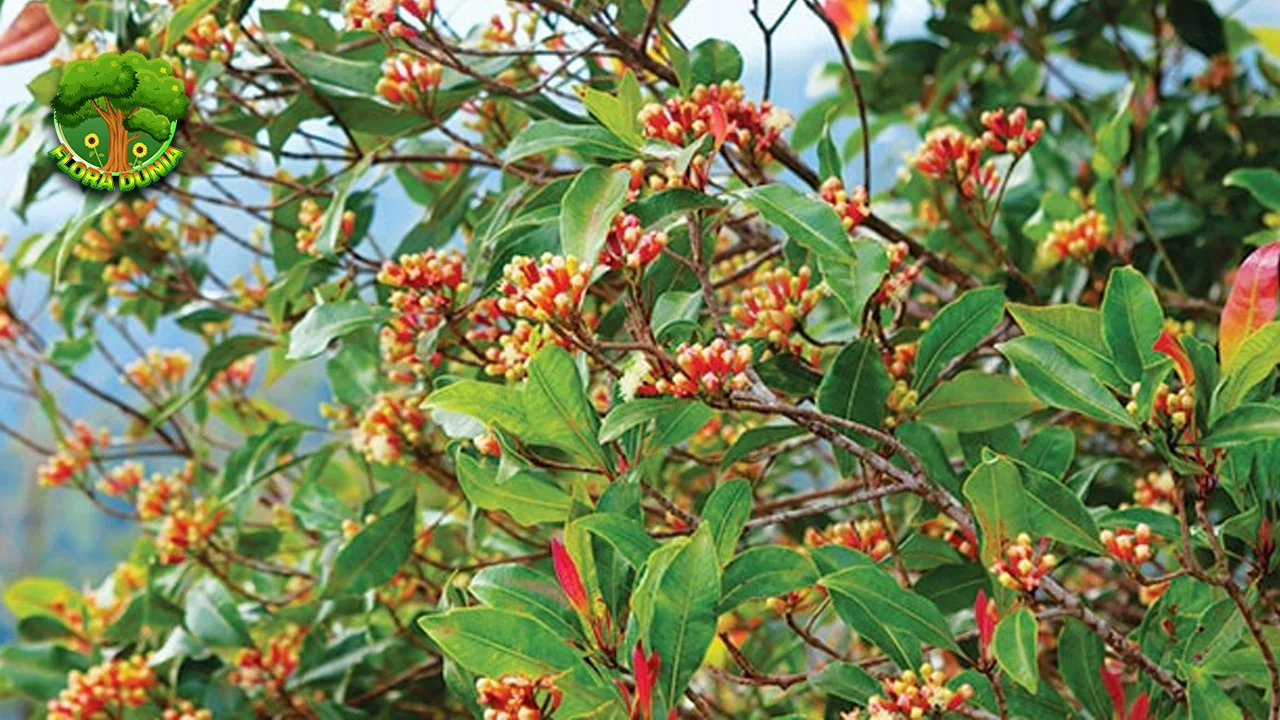 Cengkeh Aroma Timur Memikat Warisan 1985! 2 Cengkeh Aroma Timur Memikat Warisan 1985!