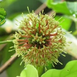 Gambir dalam 1 Kulit Glowing dan Awet Muda!