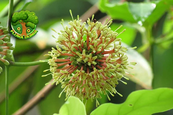 Gambir dalam 1 Kulit Glowing dan Awet Muda!