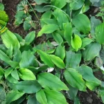 Kencur 1 Rahasia Sehat Alami dari Dapur Nenek