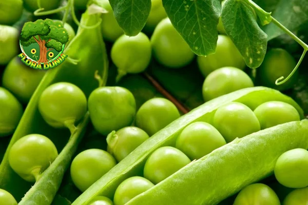 Kacang Polong 1 Makanan Super Sering Kita Abaikan?