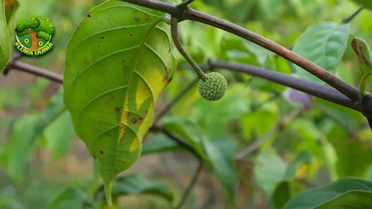 Gambir dalam 1 Kulit Glowing dan Awet Muda!