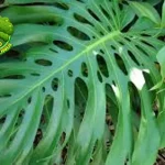 Monstera 12 Investasi Tanaman yang Menguntungkan