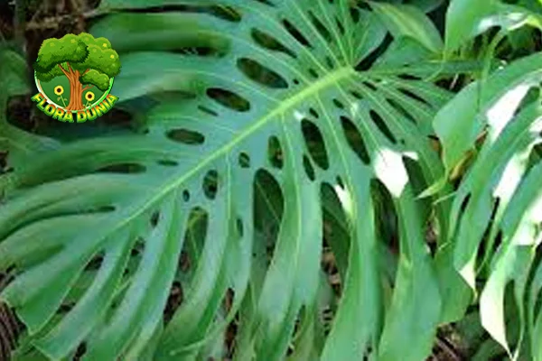 Monstera 12 Investasi Tanaman yang Menguntungkan