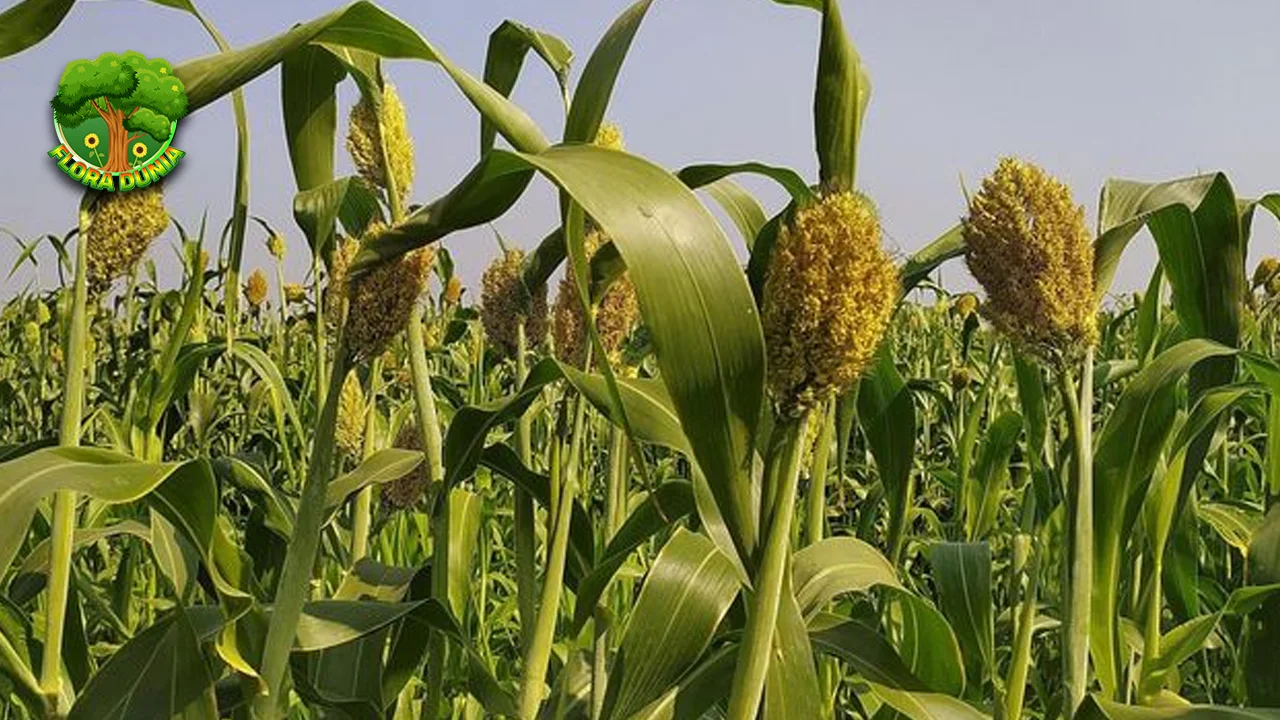 Tumbuhan Gandum 10 Olahan Sumber Energi & Nutrisi 2 Tumbuhan Gandum 10 Olahan Sumber Energi & Nutrisi