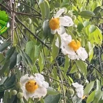 Nagasari Keanggunan 3 Bunga Putih yang Mempesona!