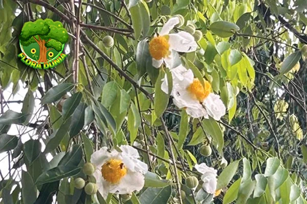 Nagasari Keanggunan 3 Bunga Putih yang Mempesona!