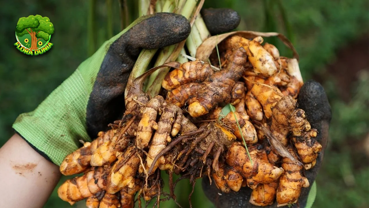 Kunyit Si Kuning Ajaib, 7 Sehat Alami Tanpa Ribet 4 Kunyit Si Kuning Ajaib, 7 Sehat Alami Tanpa Ribet