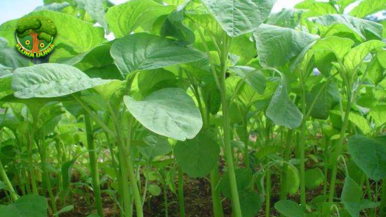 Bayam Kecil Bentuknya, Dahsyat 13 Manfaatnya!