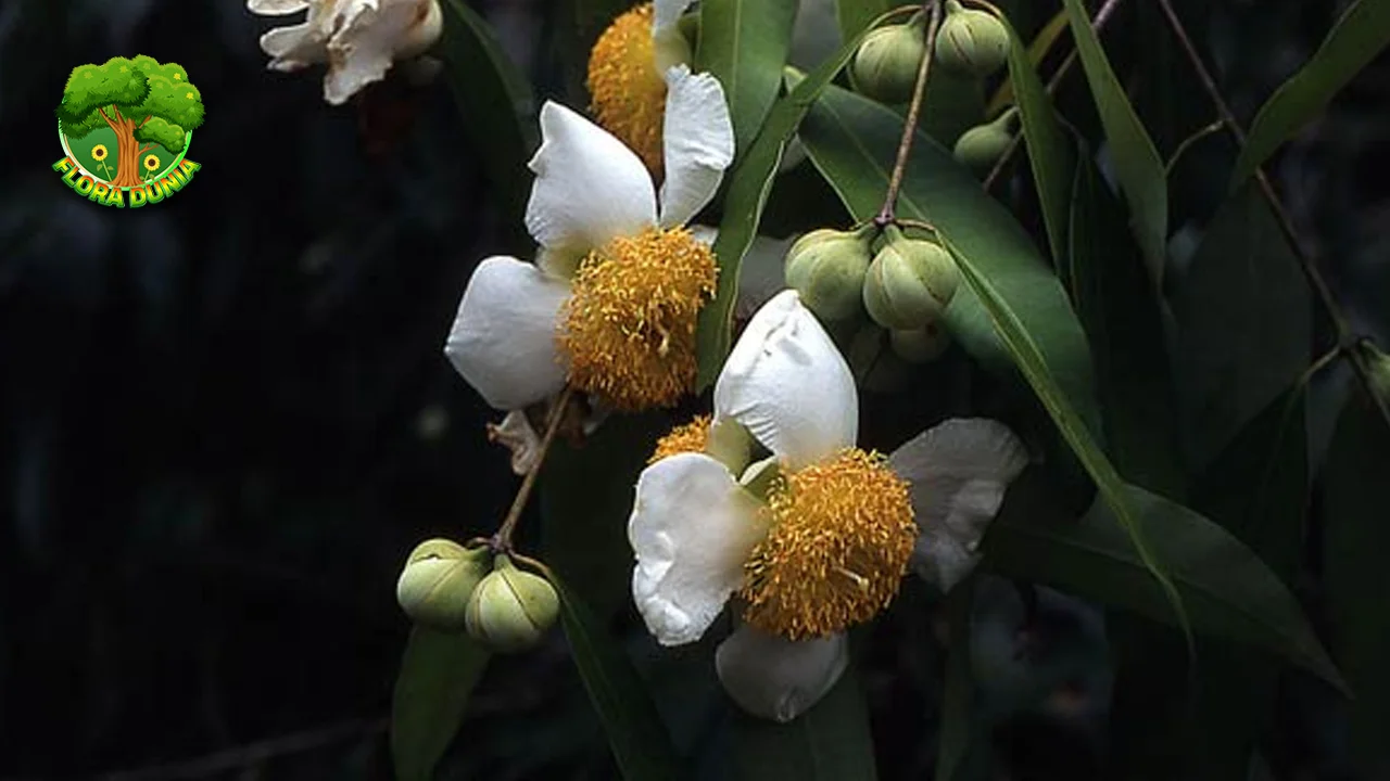 Nagasari Keanggunan 3 Bunga Putih yang Mempesona!