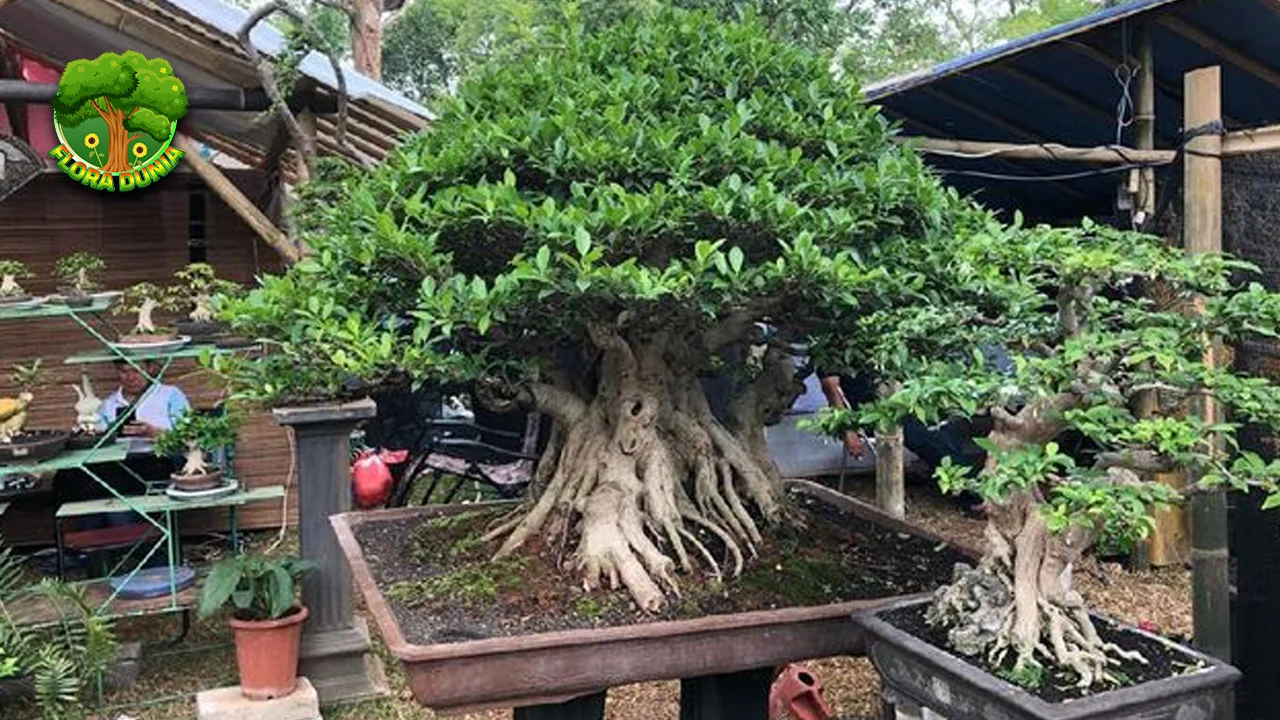 Bonsai 10 Investasi Seni yang Terus Bertumbuh