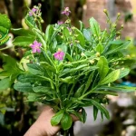 Ginseng Tingkatkan 4 Stamina dan Vitalitas Alami!