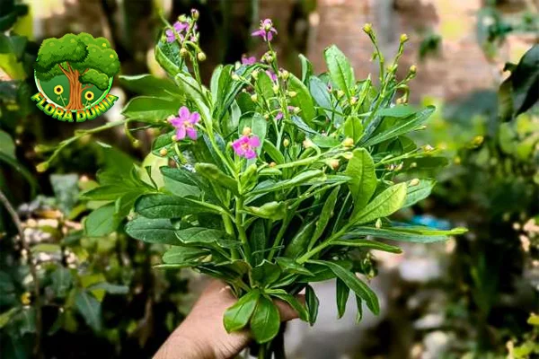 Ginseng Tingkatkan 4 Stamina dan Vitalitas Alami!