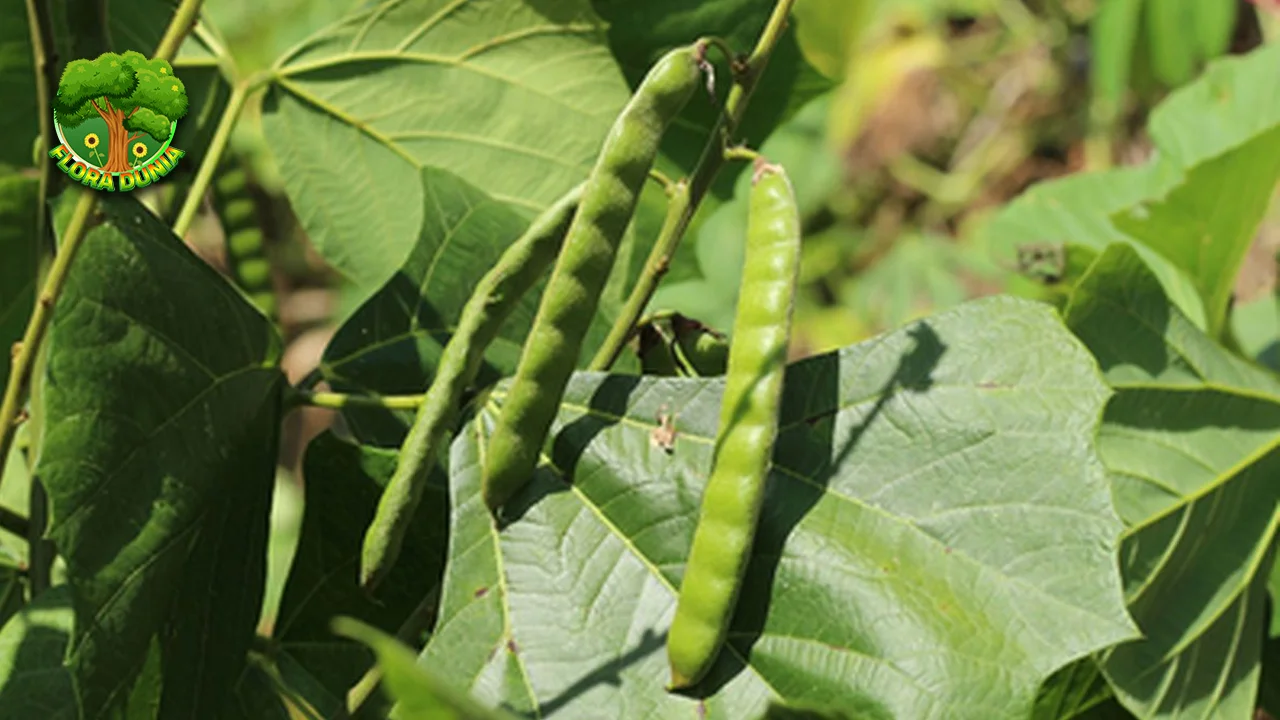 Bengkoang Si 1 Umbi Segar yang Asli Kulit Glowing! 2 Bengkoang Si 1 Umbi Segar yang Asli Kulit Glowing!