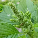 Bayam Kecil Bentuknya, Dahsyat 13 Manfaatnya!