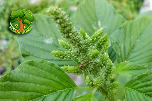 Bayam Kecil Bentuknya, Dahsyat 13 Manfaatnya!