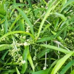 Tumbuhan Zodia 1 Aroma Indah Alami Dibenci Nyamuk