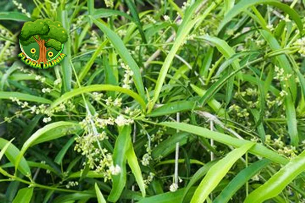 Tumbuhan Zodia 1 Aroma Indah Alami Dibenci Nyamuk