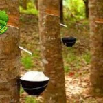 Pohon Karet 16 Jejak Alam Jadi Sumber Kehidupan