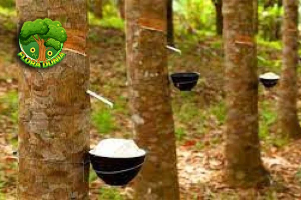 Pohon Karet 16 Jejak Alam Jadi Sumber Kehidupan