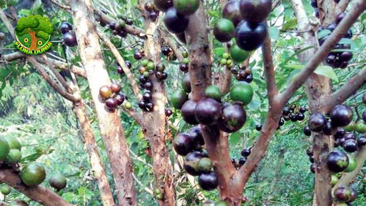 Jabotikaba Buah Eksotis dengan 4 Rasa Manis Unik 4 Jabotikaba Buah Eksotis dengan 4 Rasa Manis Unik