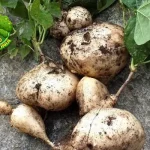 Bengkoang Si 1 Umbi Segar yang Asli Kulit Glowing!