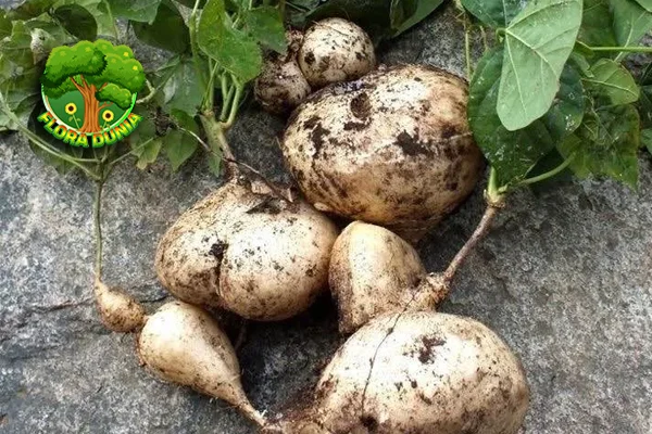 Bengkoang Si 1 Umbi Segar yang Asli Kulit Glowing!