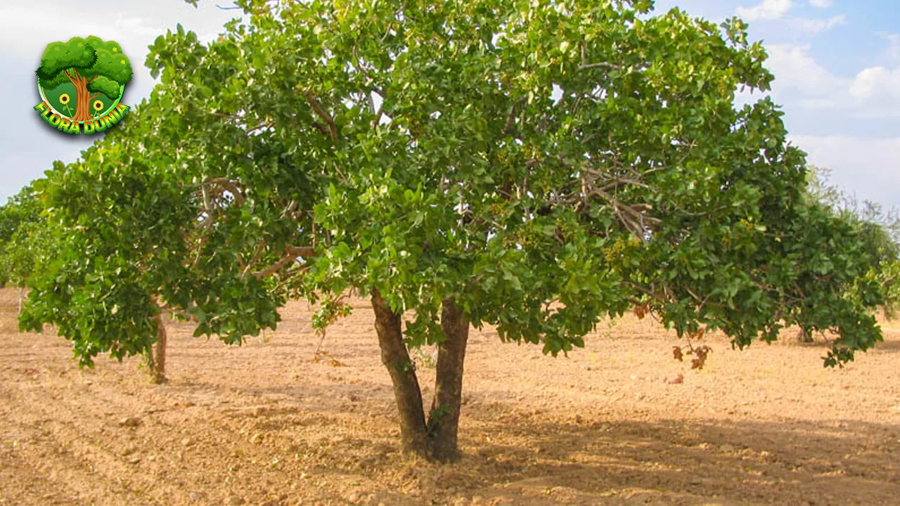 Pohon Pistachio Unik Berumur 5000 Tahun, Kok Bisa? 2 Pohon Pistachio Unik Berumur 5000 Tahun, Kok Bisa?