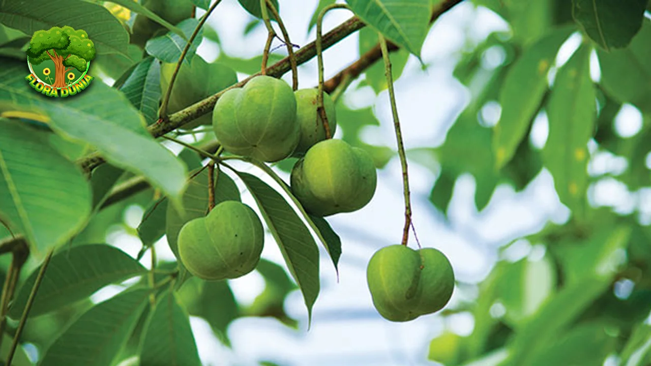 Pohon Karet 16 Jejak Alam Jadi Sumber Kehidupan 2 Pohon Karet 16 Jejak Alam Jadi Sumber Kehidupan