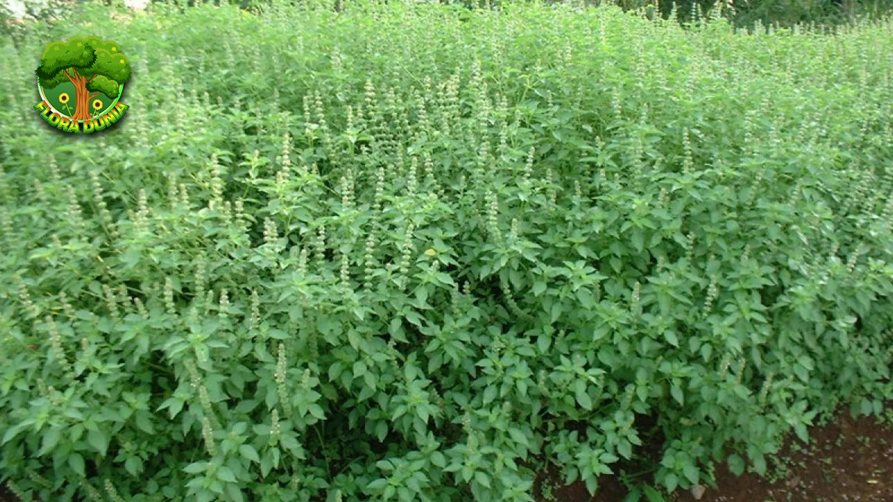 Daun Kemangi Superfood Lokal yang Bikin 2 Tubuh Sehat! 2 Daun Kemangi Superfood Lokal yang Bikin 2 Tubuh Sehat!