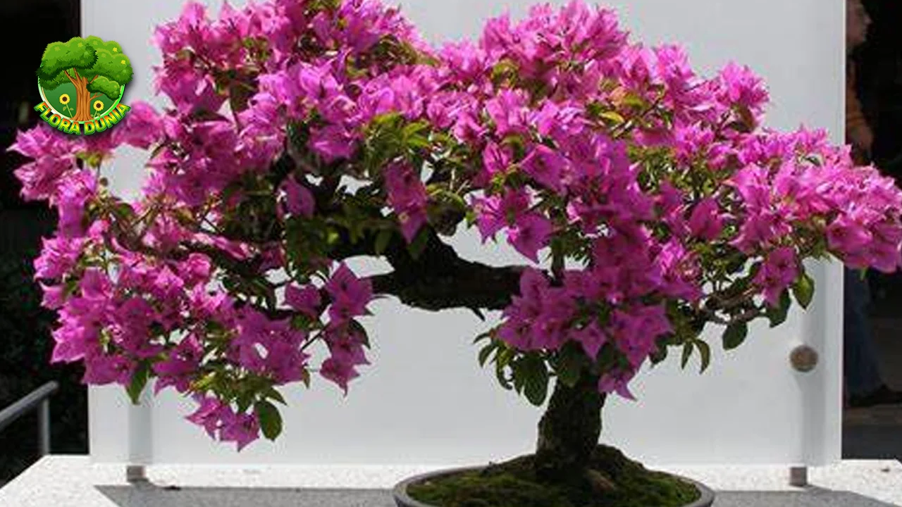 Kembang Kertas 6 Inspirasi Tanpa Batas dari Alam 2 Kembang Kertas 6 Inspirasi Tanpa Batas dari Alam