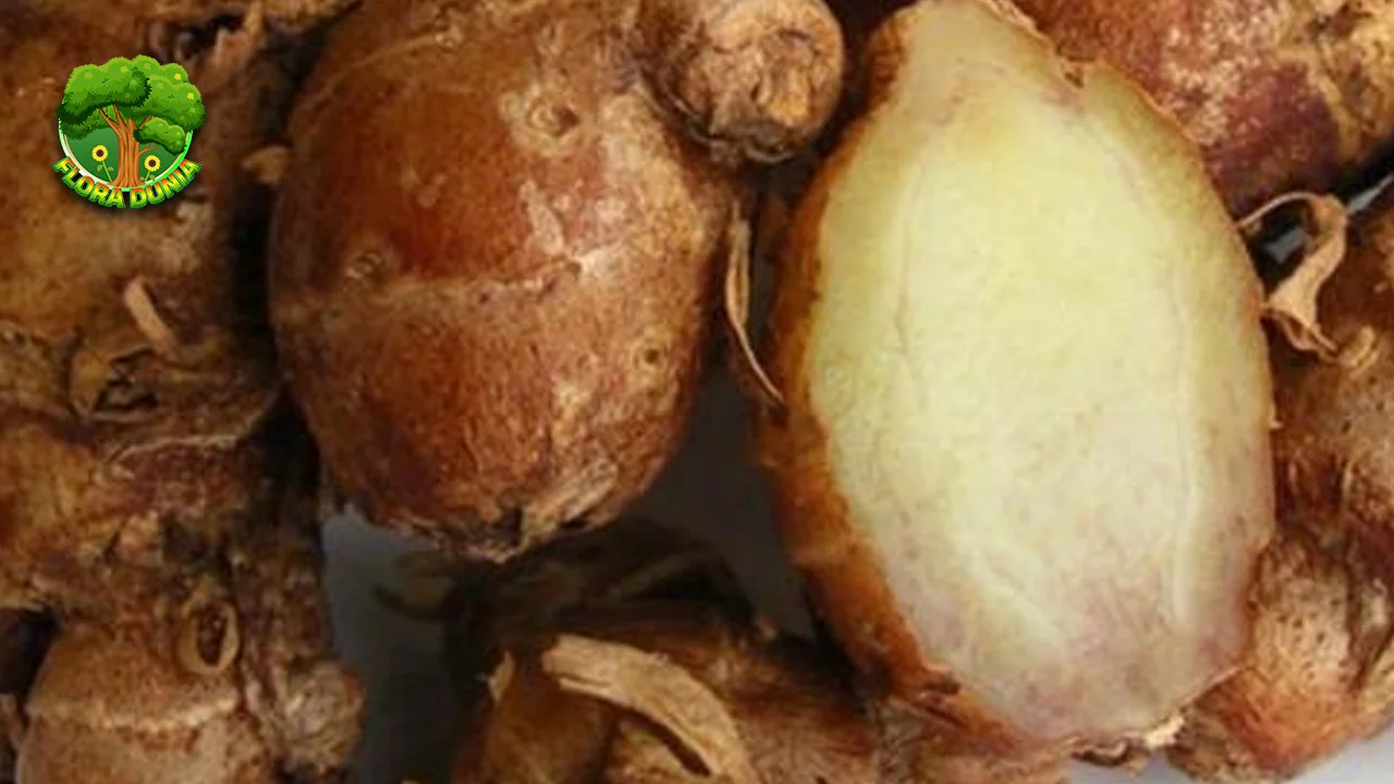 Kencur 1 Rahasia Sehat Alami dari Dapur Nenek 2 Kencur 1 Rahasia Sehat Alami dari Dapur Nenek