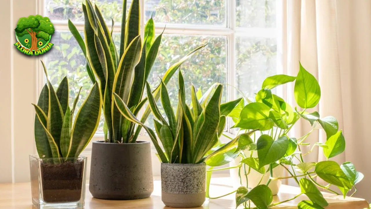 Lidah Mertua Mudah Dirawat, Bikin 1 Rumah Makin Sehat 4 Lidah Mertua Mudah Dirawat, Bikin 1 Rumah Makin Sehat