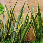 Lidah Mertua Mudah Dirawat, Bikin 1 Rumah Makin Sehat