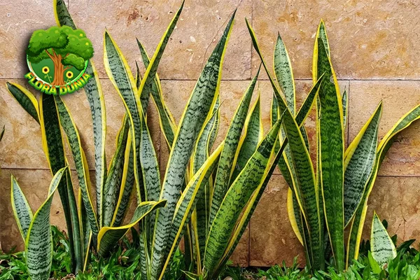 Lidah Mertua Mudah Dirawat, Bikin 1 Rumah Makin Sehat