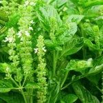 Daun Kemangi Superfood Lokal yang Bikin 2 Tubuh Sehat!