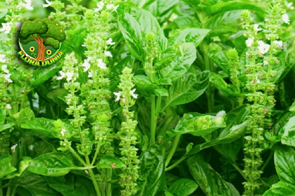 Daun Kemangi Superfood Lokal yang Bikin 2 Tubuh Sehat!